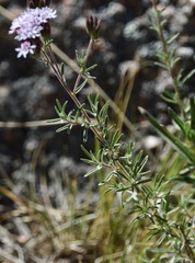 Stevia satureiifolia