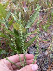 Symphyotrichum walteri