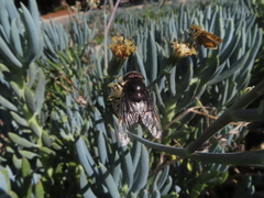 Copestylum violaceum