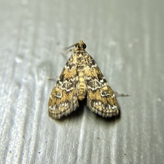 Elophila responsalis