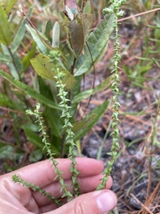 Symphyotrichum walteri