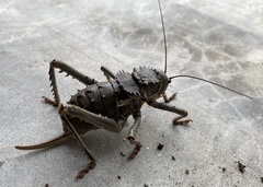 Hetrodes pupus
