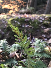 Polypodium virginianum