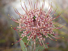 Leucospermum calligerum