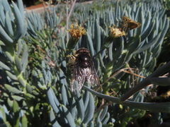 Copestylum violaceum