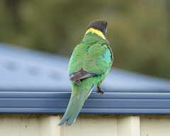 Barnardius zonarius semitorquatus