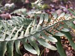 Polypodium virginianum