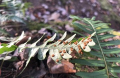 Polypodium virginianum