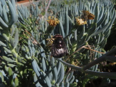 Copestylum violaceum