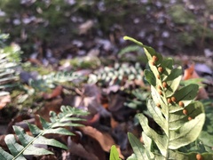 Polypodium virginianum
