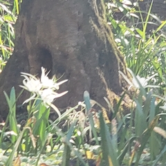 Crinum americanum