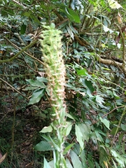 Habenaria stenopetala