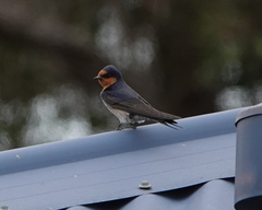 Hirundo neoxena carteri