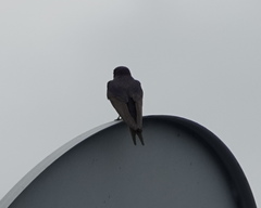 Hirundo neoxena carteri