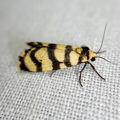 Scaptesyle equidistans