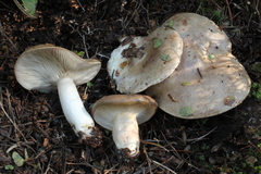Lactarius caespitosus
