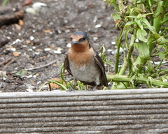 Hirundo neoxena carteri