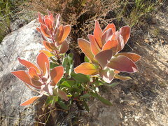 Protea eximia