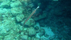 Aulostomus strigosus