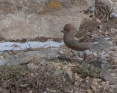 Leucosticte nemoricola