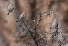 Linaria flavirostris