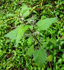 Urtica incisa
