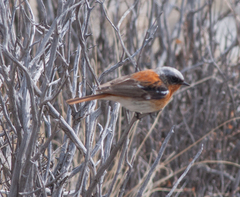 Phoenicurus erythronotus