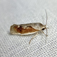 Lichenaula undulatella