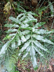 Leptochilus ellipticus