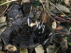 Xylaria hypoxylon