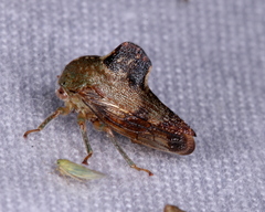 Telamona decorata