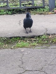 Corvus monedula