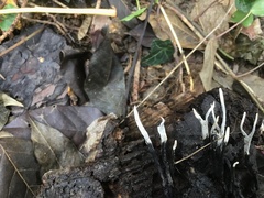 Xylaria hypoxylon
