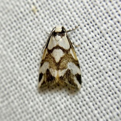 Thallarcha staurocola