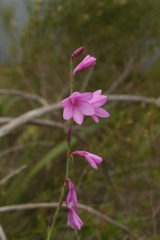 Watsonia knysnana