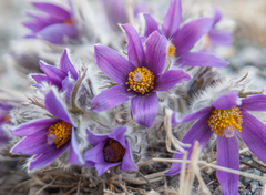 Pulsatilla turczaninovii