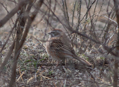Emberiza cioides