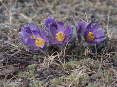 Pulsatilla turczaninovii