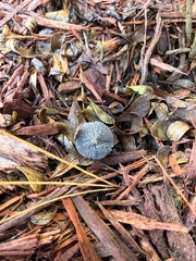 Lanatulae