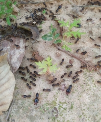 Macrotermes carbonarius