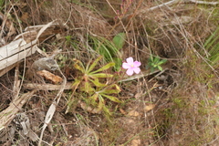 Drosera hilaris