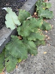 Arctium lappa