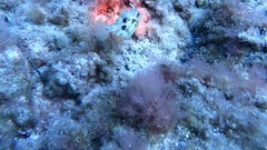 Stephanolepis hispida