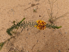 Dillwynia sericea