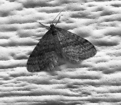 Operophtera bruceata