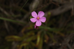 Drosera hilaris