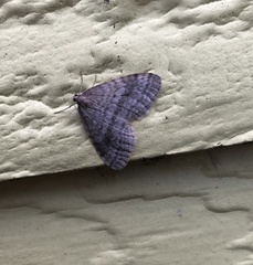 Operophtera bruceata