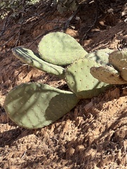 Opuntia aurea