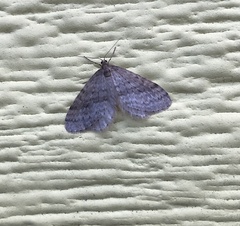 Operophtera bruceata