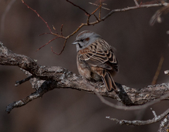 Emberiza godlewskii